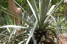 Sisal-plant