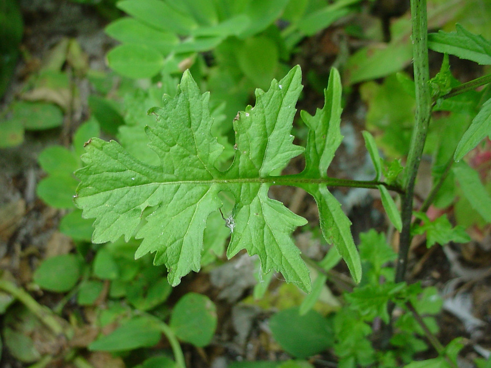 Sisymbrium-leaves