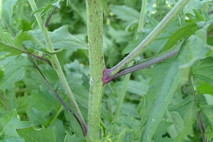 Sisymbrium-plant-stem