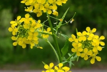 Sisymbrium-flower