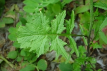 Sisymbrium-leaves