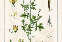 Sisymbrium-plant-illustration