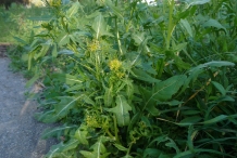 Sisymbrium-plant