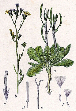 Plant-Illustration-of-Skeleton-weed