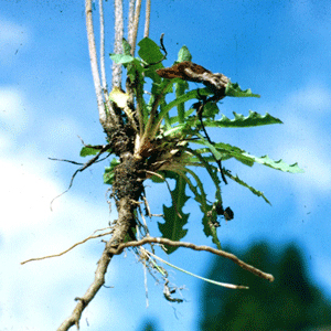 Root-of-Skeleton-weed