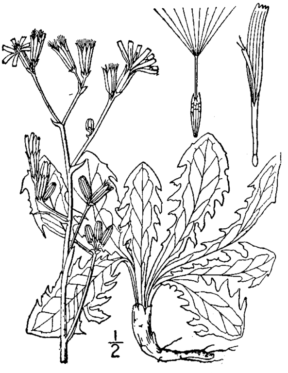 Sketch-of-Skeleton-weed