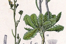 Plant-Illustration-of-Skeleton-weed
