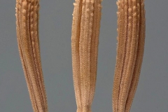 Achenes-of-Skeleton-weed