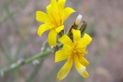 Closer-view-of-flower-of-Skeleton-weed