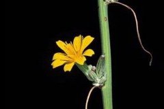 Flower-of--Skeleton-weed