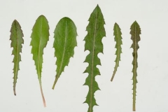 Leaves-of-Skeleton-weed-in-different-shapes