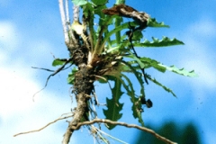 Root-of-Skeleton-weed