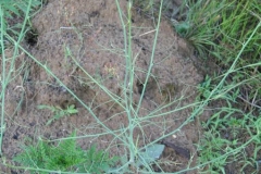 Skeleton-weed-Plant
