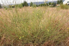 Skeleton-weed-growing-wild