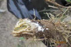 Skeleton-weed-latex-in-the-root