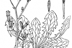 Sketch-of-Skeleton-weed