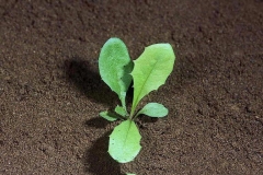 Small-Plant-of-Skeleton-weed