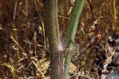 Stem-of-Skeleton-weed