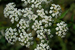 Flower-of-Skirret