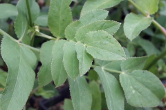 Leaves-of-Skirret