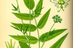 Plant-Illustration-of-Skirret