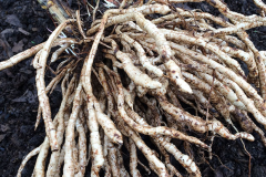 Root-of-Skirret