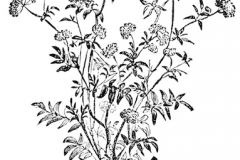Sketch-of-Skirret