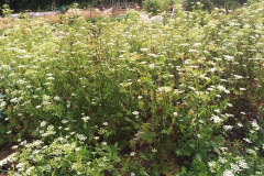 Skirret-plant-growing-wild