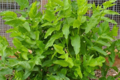 Skirret-plant