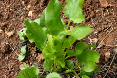 Small-Skirret-plant