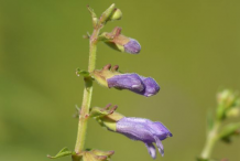 Skullcap-Buds
