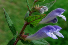 Skullcap-Flower