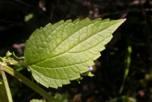 Skullcap-Leaf