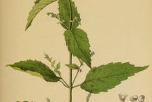 Skullcap-Plant-Illustration