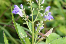 Skullcap-Plant