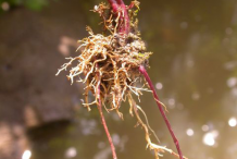 Skullcap-Roots