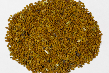Skullcap-Seeds