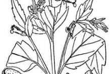 Skullcap-Sketch