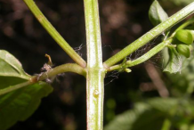 Skullcap-stem