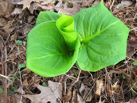 Skunk-cabbage Plant