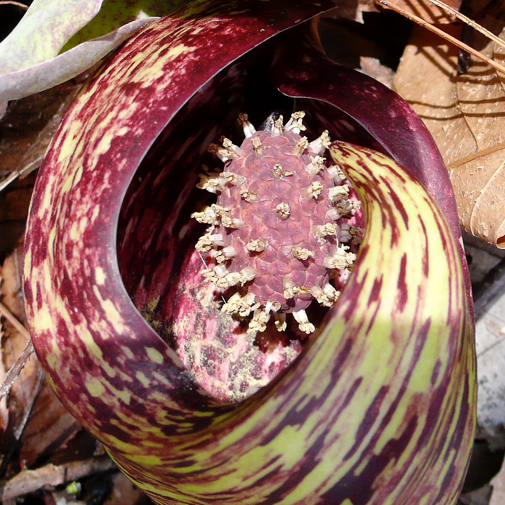 Spathe of Skunk-cabbage plant-with-flower