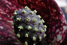 Closer-view-of-Skunk-cabbage-flower