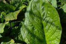 Leaf-of-Skunk-Cabbage-plant