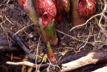 Roots-of-Skunk-cabbage-Plant