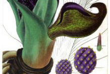 Skunk-Cabbage-plant-Illustration