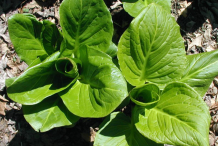 Skunk-Cabbage-showing-broad-leaves