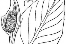 Skunk-Cabbage-sketch