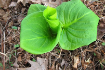 Skunk-cabbage Plant