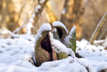 Skunk-cabbage-growing-in-snow