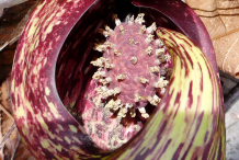 Spathe of Skunk-cabbage plant-with-flower